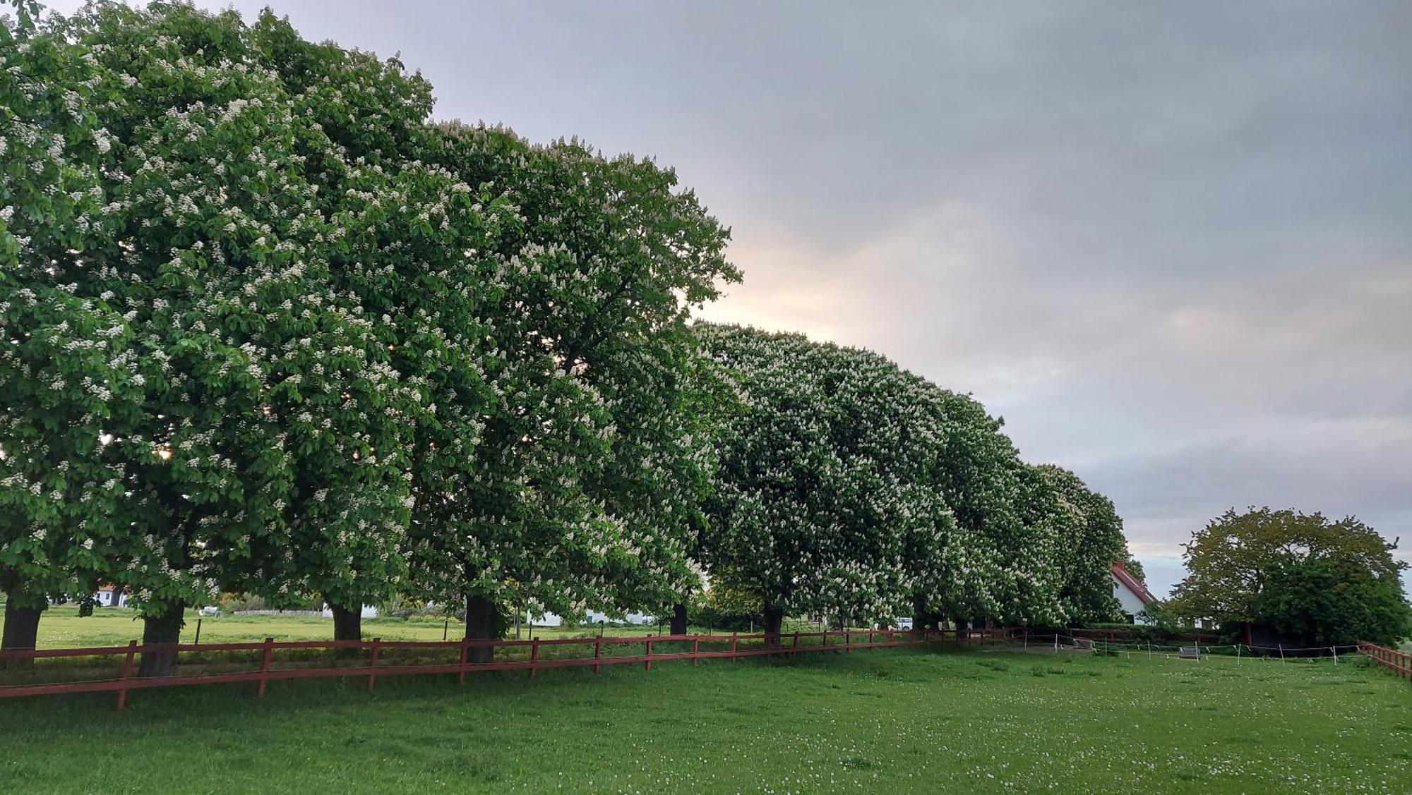 Lantligt Och Lugnt Boende Naera Natur Och Stad Svedala Exterior photo
